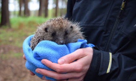 Center Parcs Woburn Forest becomes new home for rescued hedgehogs