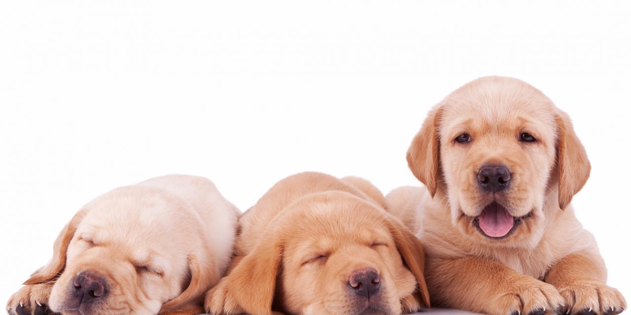Hertfordshire business supports Guide Dogs