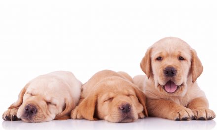 Hertfordshire business supports Guide Dogs