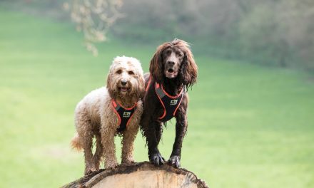 EXPLORE THE BEST OF BRITAIN WITH PETS AT HOME’S 3 PEAKS RANGE