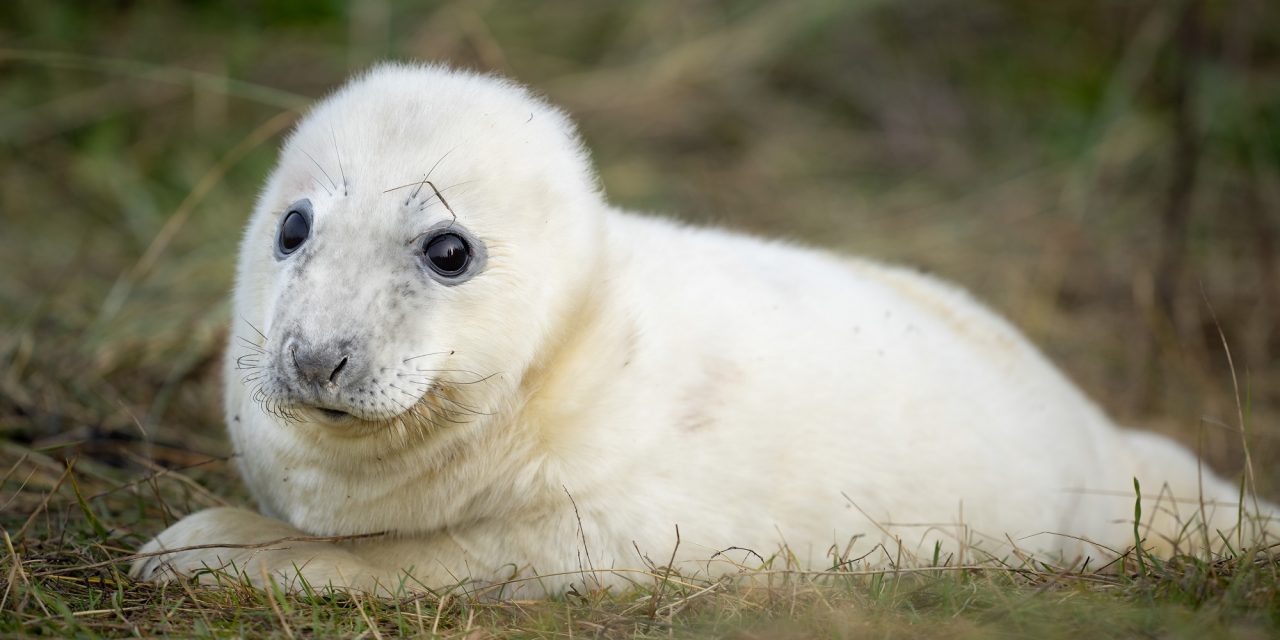 The moment a newborn seal pup was photographed using Sony’s Animal Eye autofocus