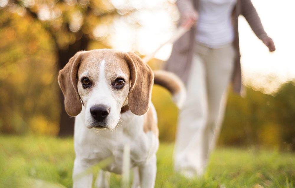 Uninsured dog walking fields could cost West Midlands landowners dear, warns animal trades expert