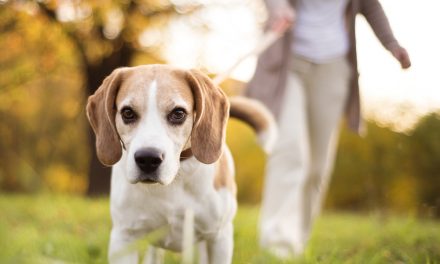 Uninsured dog walking fields could cost West Midlands landowners dear, warns animal trades expert