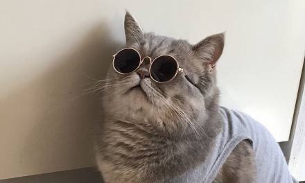 Birmingham cat named one of the UK’s most stylish summer pets