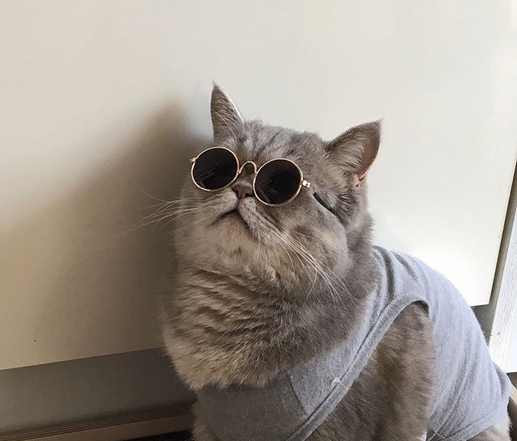 Birmingham cat named one of the UK’s most stylish summer pets