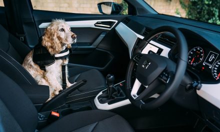 DRIVERS FAVOUR THEIR DOGS JUST AS MUCH AS THEIR CHILDREN WHEN IT COMES TO LETTING THEM SIT UP FRONT