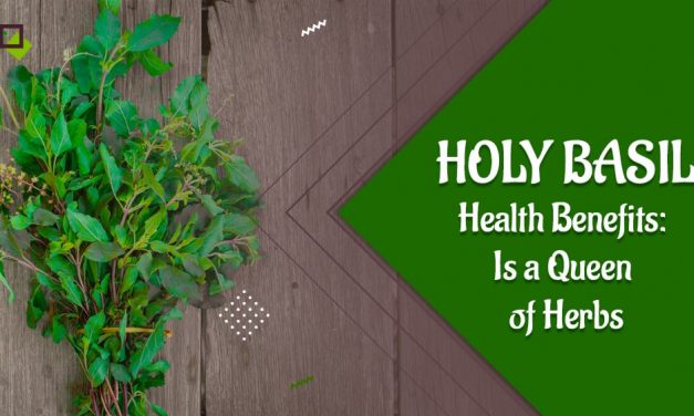 Holy Basil Health Benefits: Is a Queen of Herbs