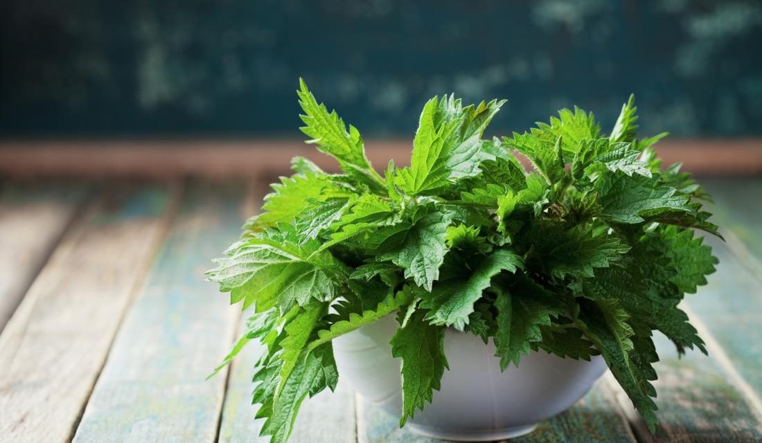 Stinging nettle: Eat it more because of its effects!