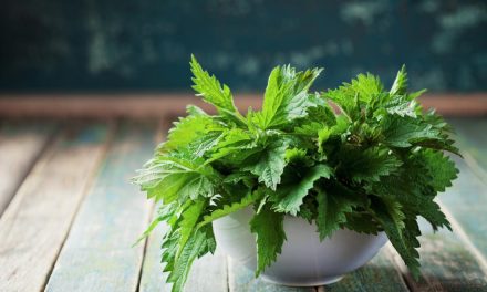 Stinging nettle: Eat it more because of its effects!