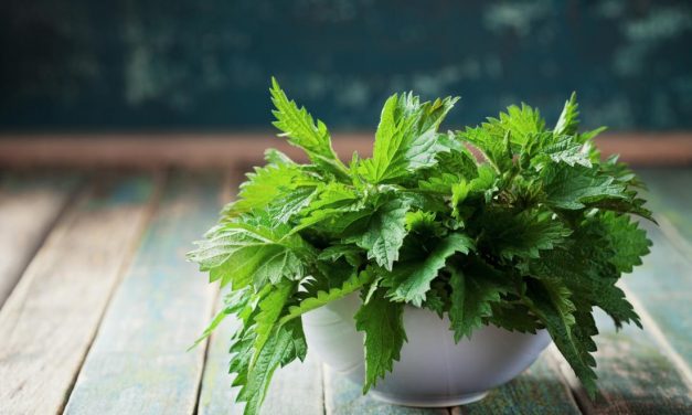 Stinging nettle: Eat it more because of its effects!