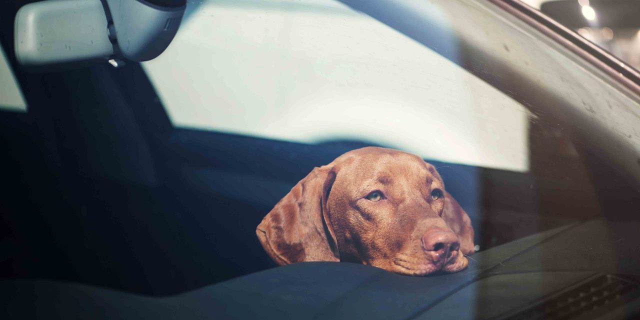 Make sure there are no ‘hot dogs’ in your car, says GEM Motoring Assist