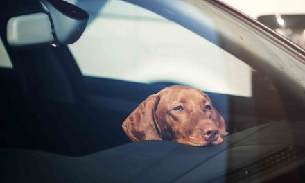 Make sure there are no ‘hot dogs’ in your car, says GEM Motoring Assist