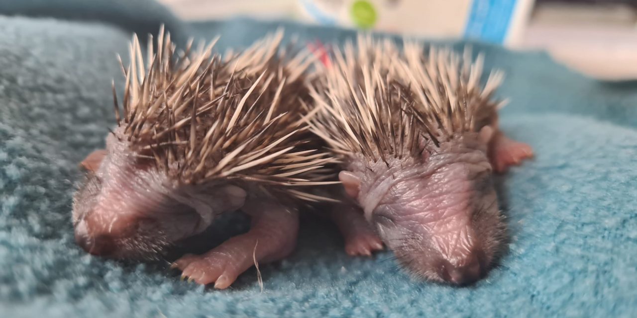 Warwickshire housebuilder helps care for hedgehogs with donations to local sanctuaries