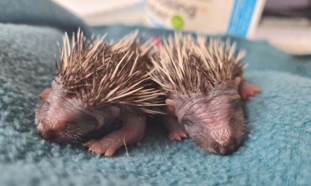 Warwickshire housebuilder helps care for hedgehogs with donations to local sanctuaries