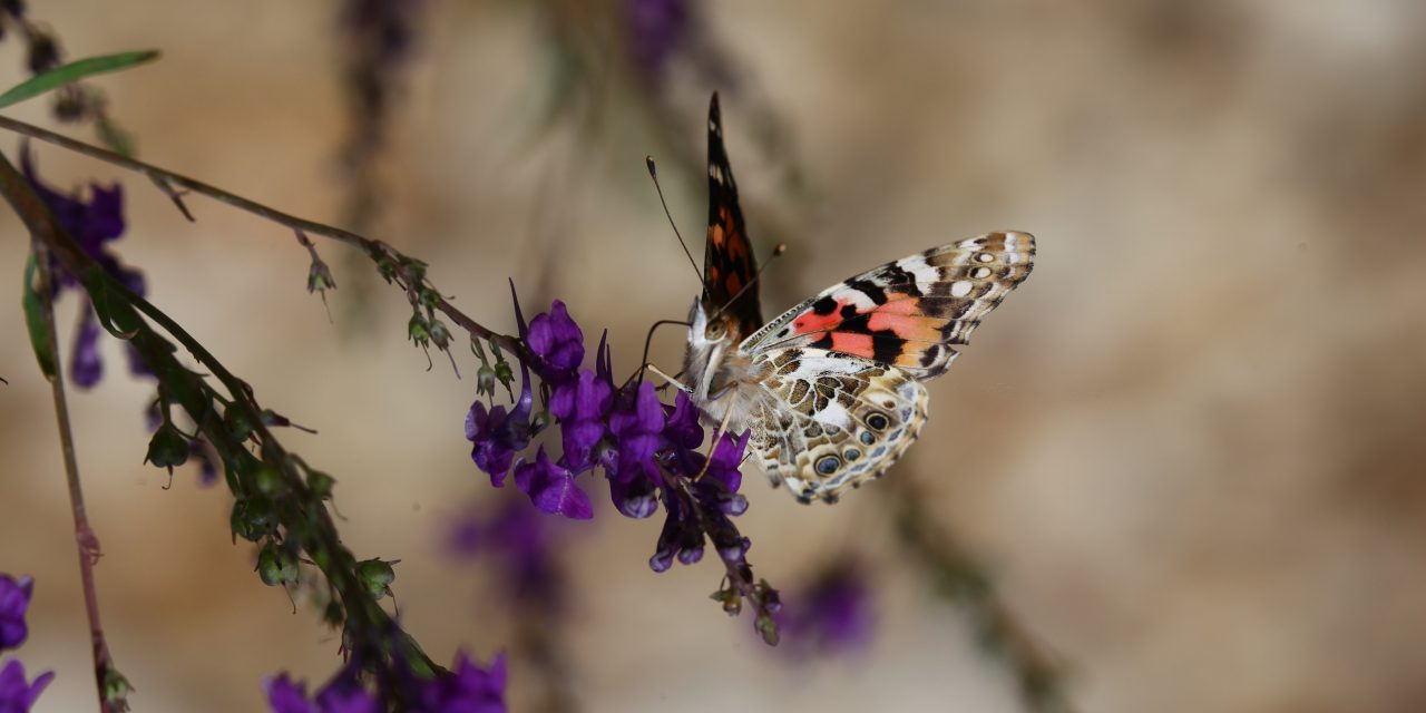 Housebuilder helps to protect Warwickshire butterflies with donation to conservation charity