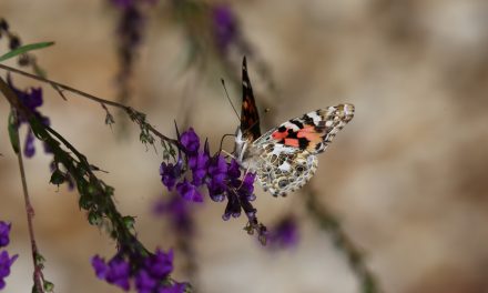 Housebuilder helps to protect Warwickshire butterflies with donation to conservation charity