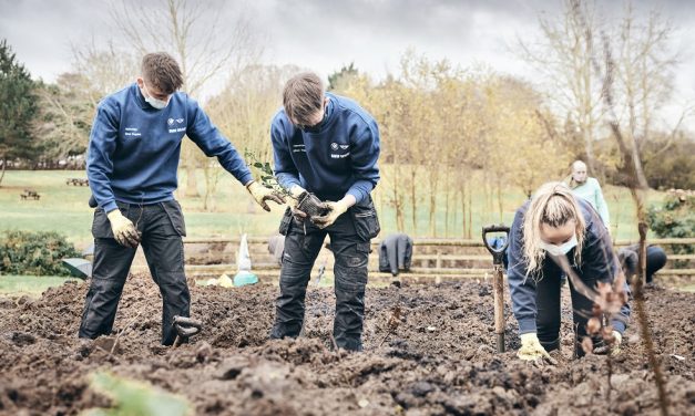 MINI Tiny Forests planted to boost biodiversity in local communities