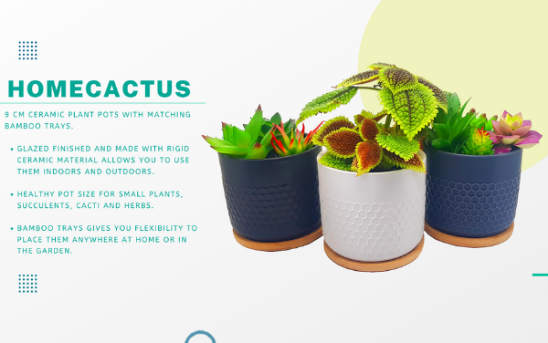 Homecactus: The home decor portal helping people create beautiful gardens inside their own homes