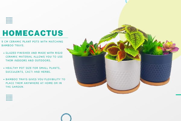 Homecactus: The home decor portal helping people create beautiful gardens inside their own homes