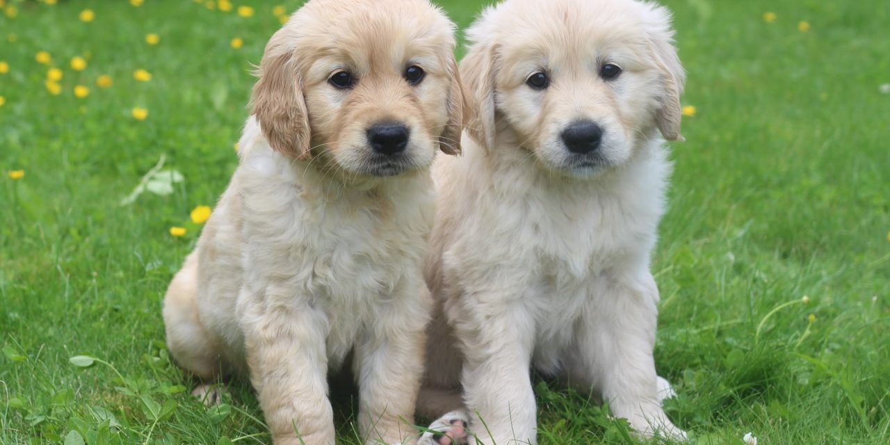 Calling all dog-lovers – could you look after a guide dog puppy in Warwickshire?