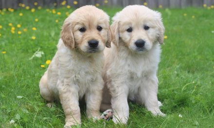 Calling all dog-lovers – could you look after a guide dog puppy in Warwickshire?