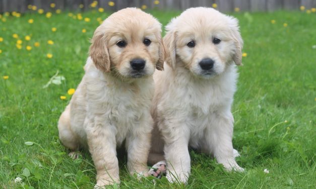 Calling all dog-lovers – could you look after a guide dog puppy in Warwickshire?
