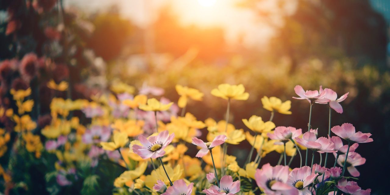 The top 10 outdoor plants for spring