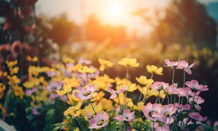 The top 10 outdoor plants for spring