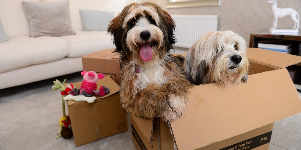 Top tips for a stress-free move for pets in the West Midlands