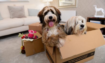 Top tips for a stress-free move for pets in the West Midlands