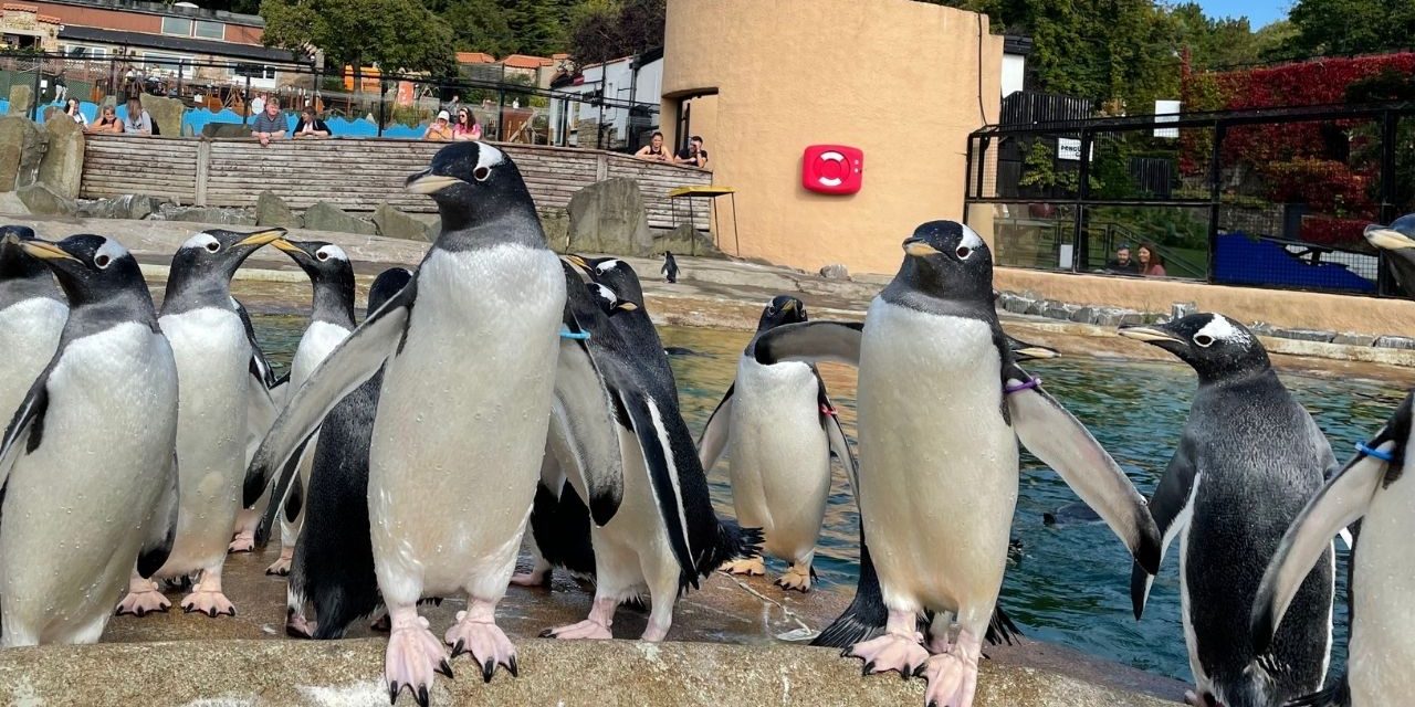 Video agency launches virtual experience with Edinburgh Zoo and Vimeo collaboration