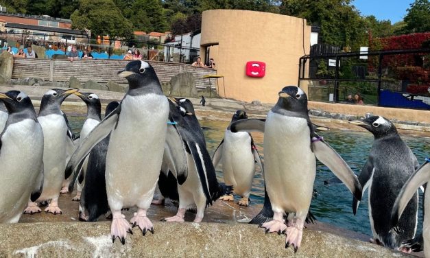 Video agency launches virtual experience with Edinburgh Zoo and Vimeo collaboration