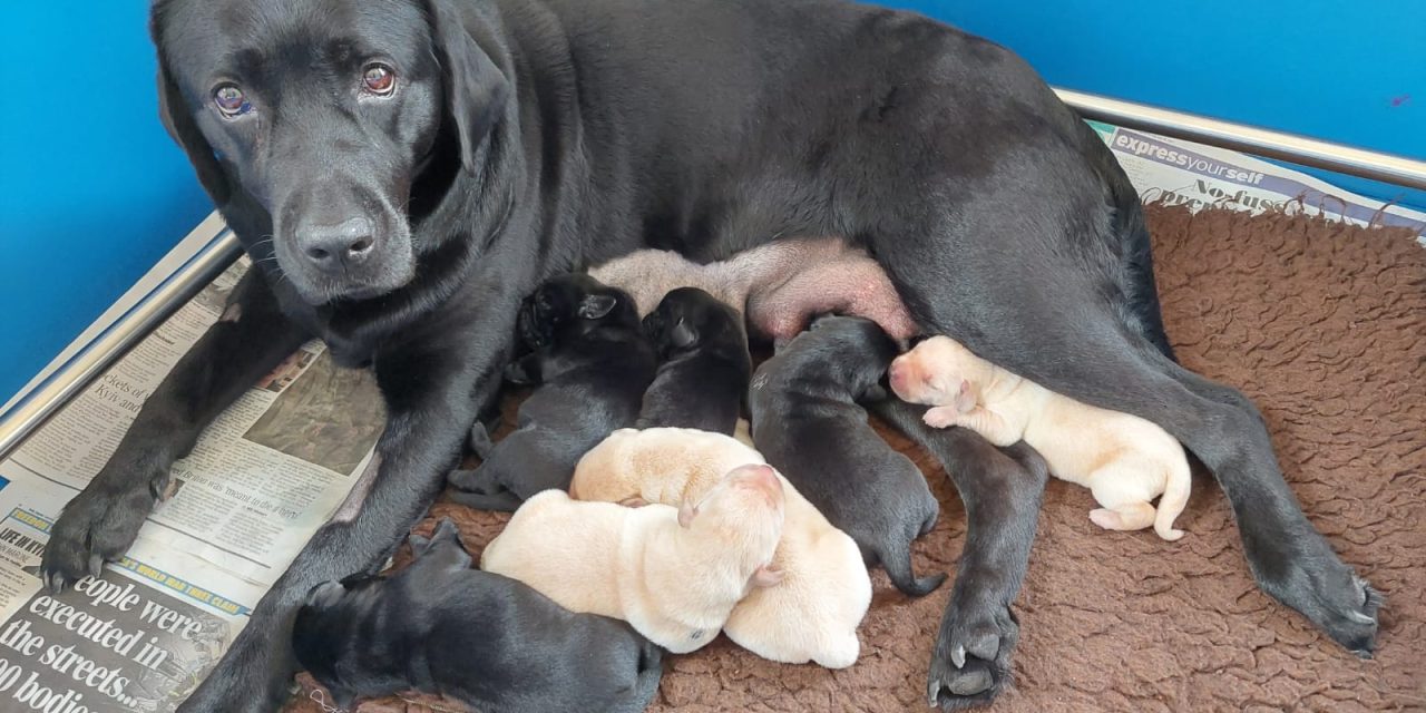 Volunteers needed to look after guide dog mums across Birmingham