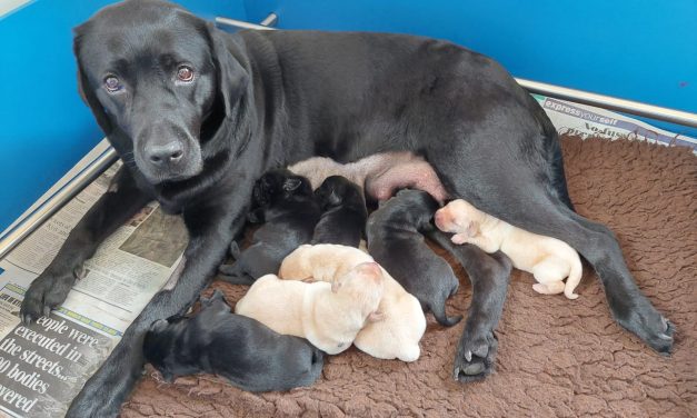 Volunteers needed to look after guide dog mums across Birmingham