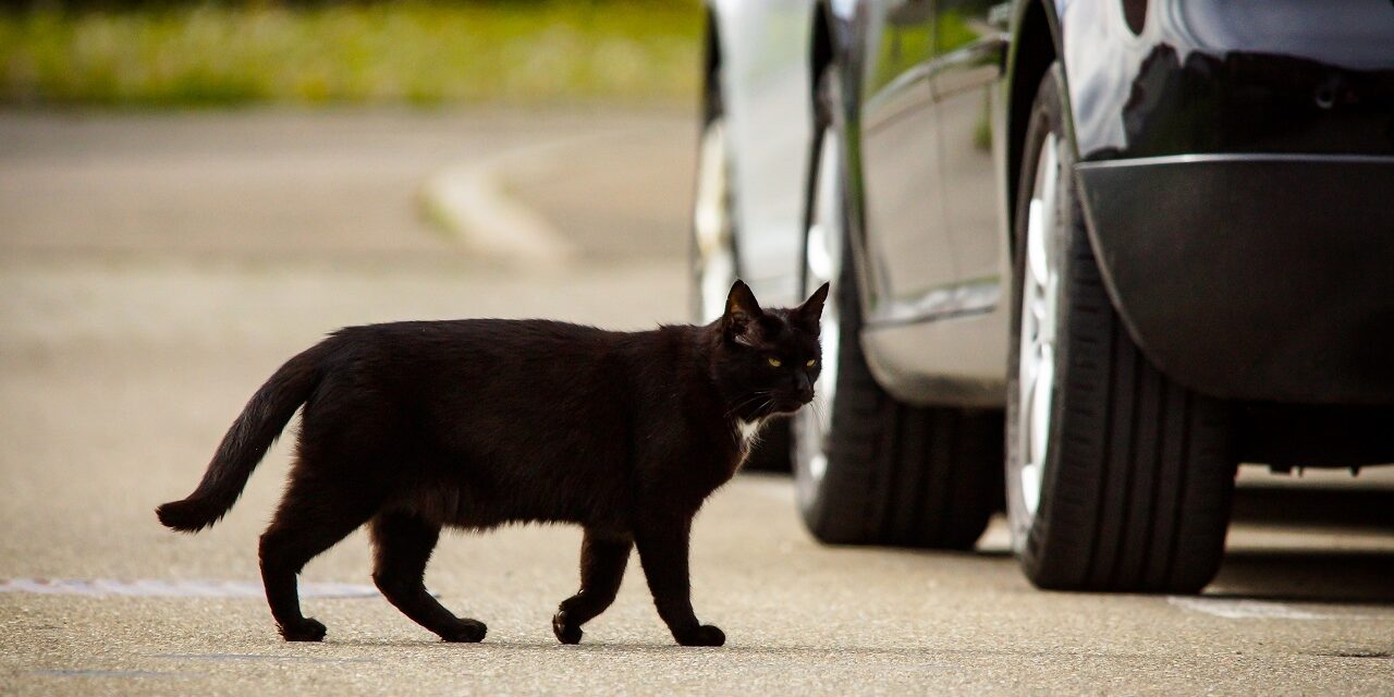 Cat hit-and-runs must stop, warns road safety charity