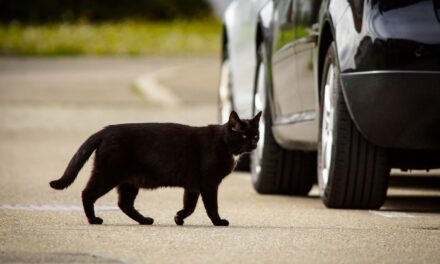 Cat hit-and-runs must stop, warns road safety charity