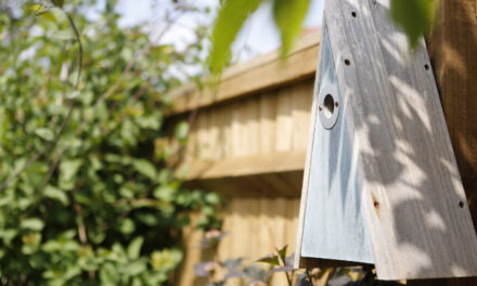 Warwickshire housebuilders’ online quiz takes flight again for National Nest Box Week