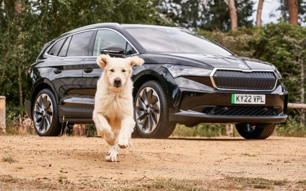 Anything is paw-sible as Škoda is confirmed as Official Automotive Partner of Crufts