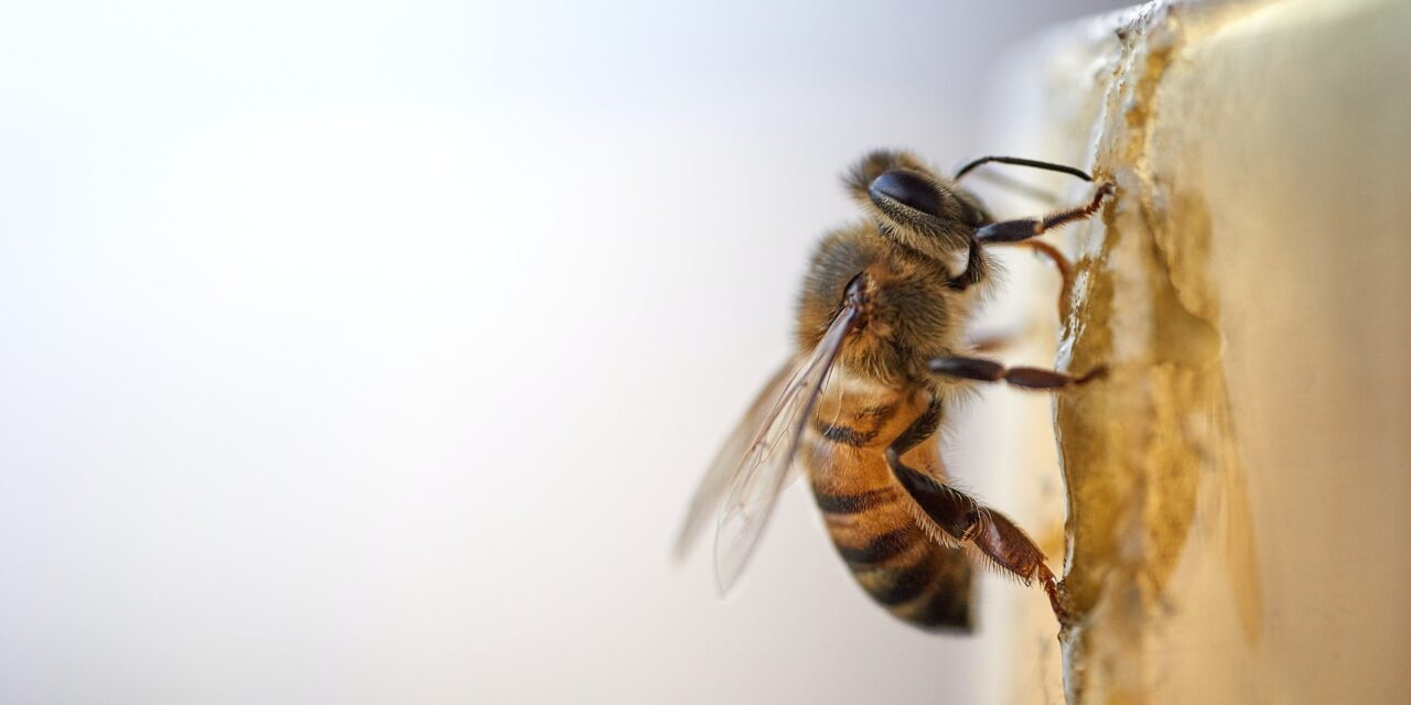 What is a beebrick and why are they a great idea?