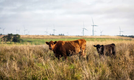 Bridge of Weir welcomes WWF report highlighting crucial role played by leather in the circular economy
