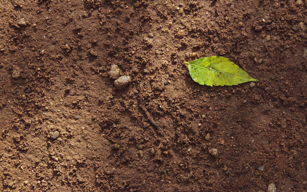 World Soil Day – 5th December 2023