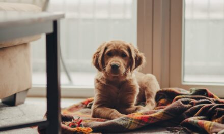 Top 5 Family Friendly Dogs