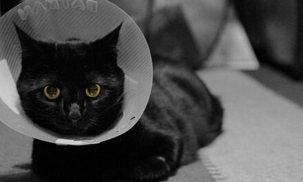 What is Spay/Neuter Awareness Month 2024?