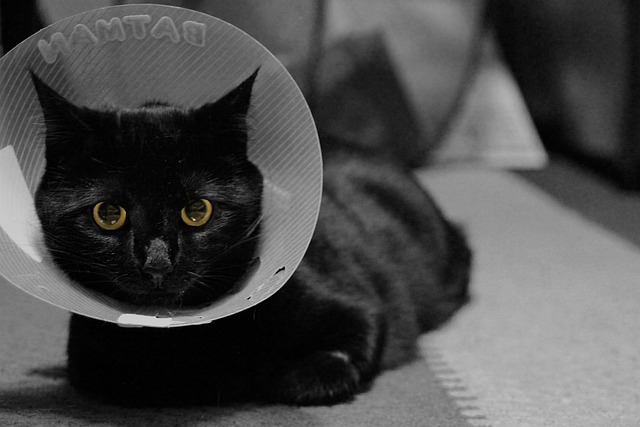 What is Spay/Neuter Awareness Month 2024?