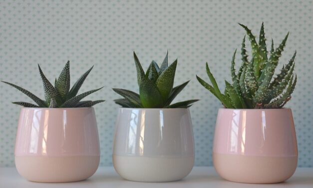 Houseplant Week in the UK 8th – 14th January 2024