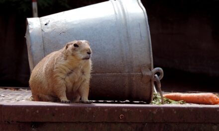 What is Groundhog Day 2024 and Why is known all over the world?