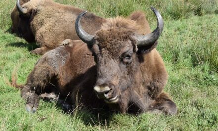 A History of: Knowsley Safari Park