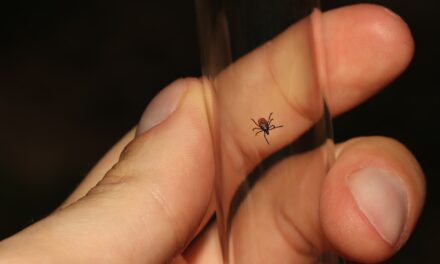 What is Lyme Disease?
