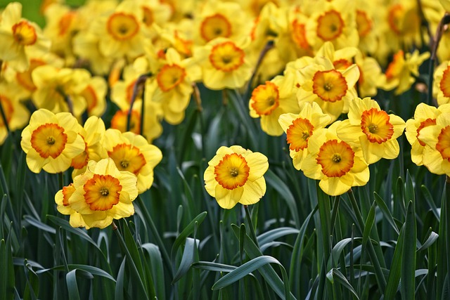 March 2024 – Marie Curie Great Daffodil Appeal 2024