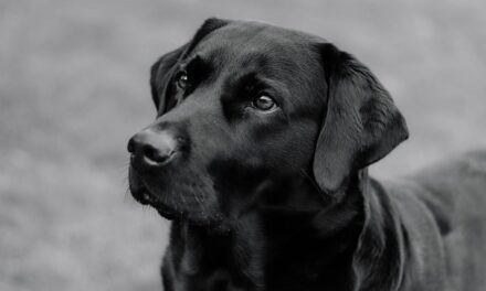 Where to go for nice walk with the Dog if your away for the Weekend in West Midlands?